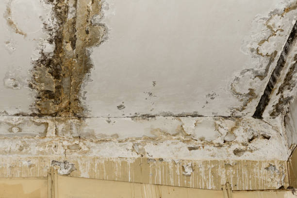 Best Mold-Related Health Consultation  in Rawlins, WY