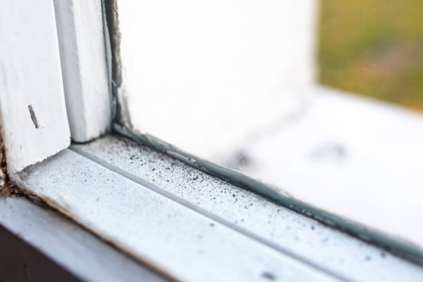 Biohazard Mold Removal in Rawlins, WY