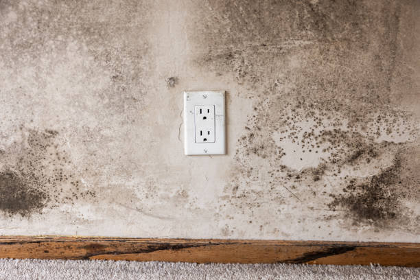 Best Forensic Mold Investigation  in Rawlins, WY