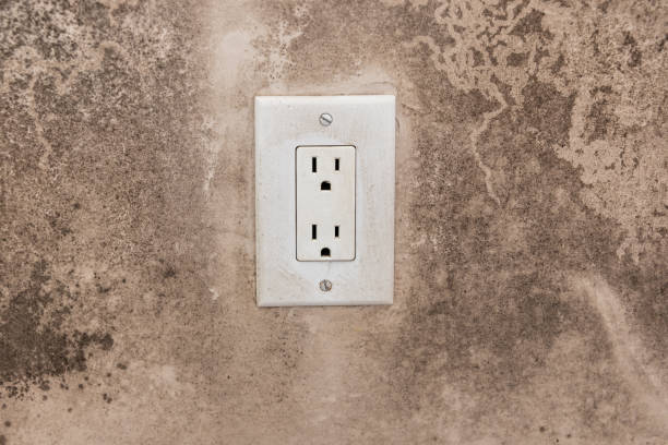 Reliable Rawlins, WY Mold Removal Solutions