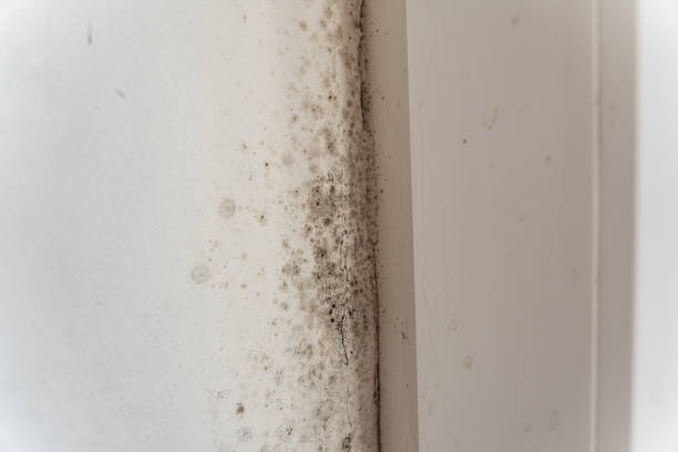 Best Mold Remediation for Healthcare Facilities  in Rawlins, WY